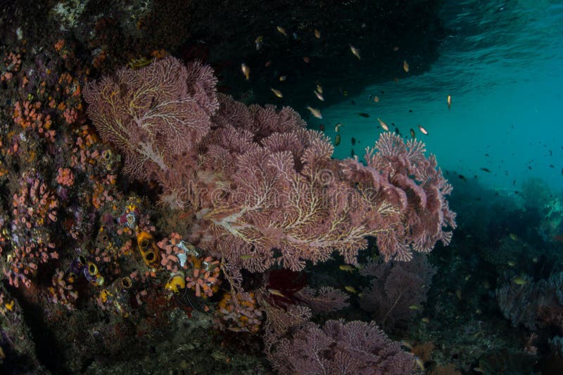 Sea Fan on Edge of Island