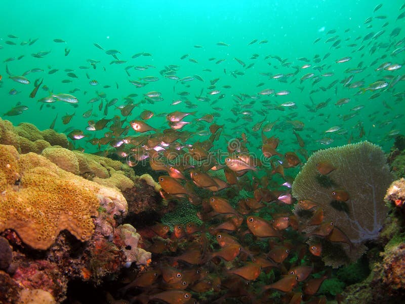 Sea Fan and Glassy Sweeps