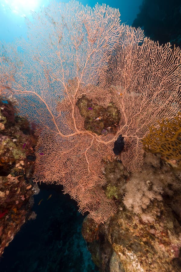 Sea fan in the Red Sea.