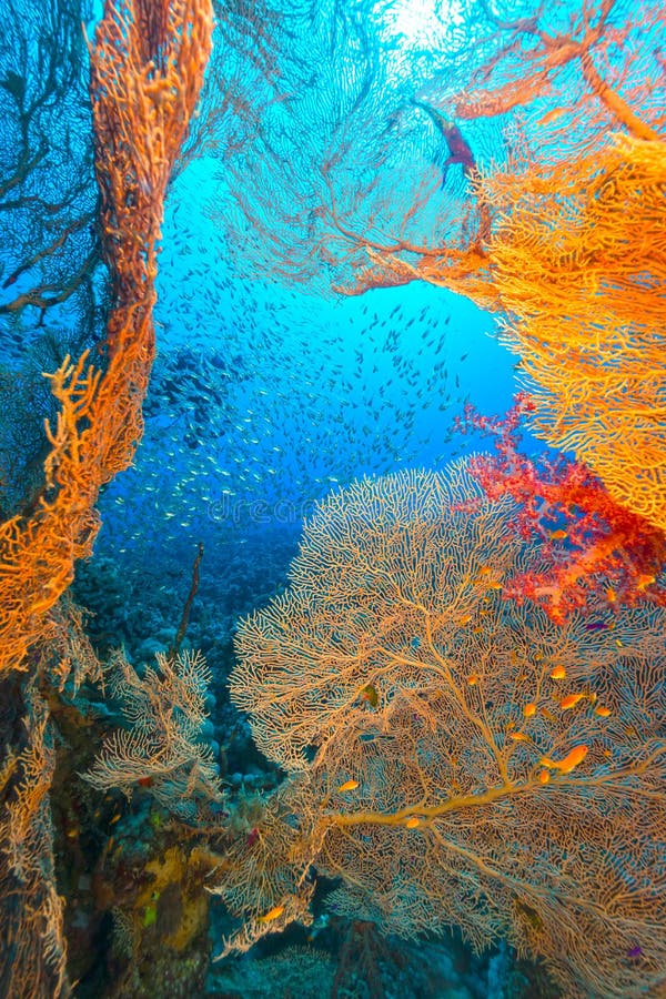 Sea fans and glassfish in the Red Sea.