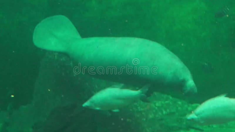 Sea fish in the aquarium