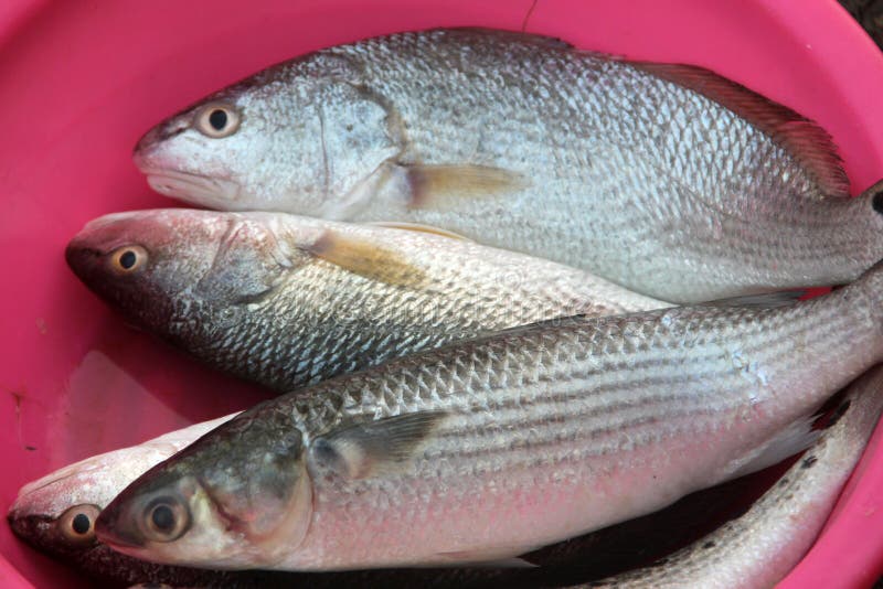 The seafish stock photo. Image of essential, natural 41381982