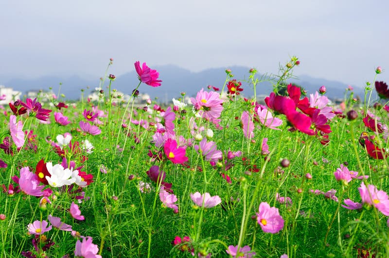 A sea of flowers