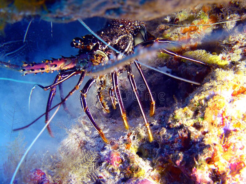 Sea Food, Underwater Living Lobster Stock Image Image of diving