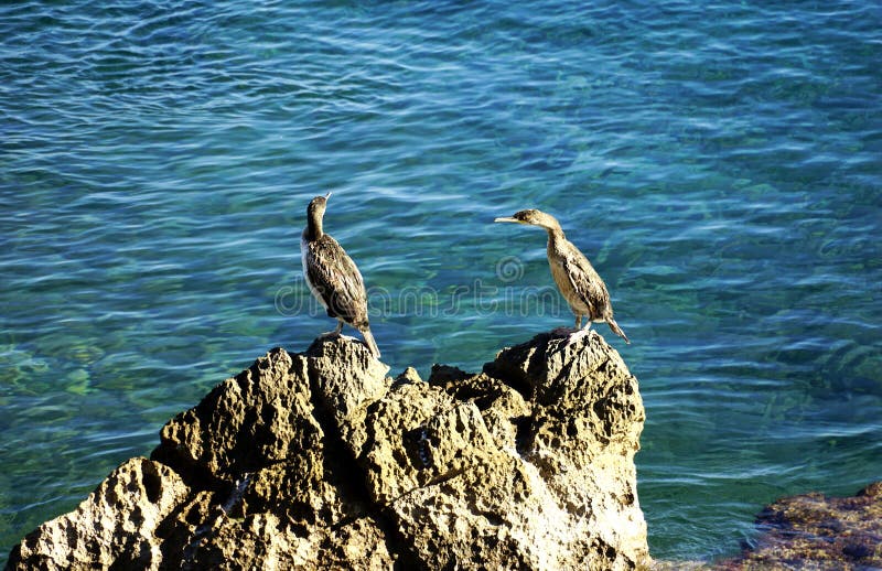 Sea frigate birds sunbathe on a rock above the sea surface