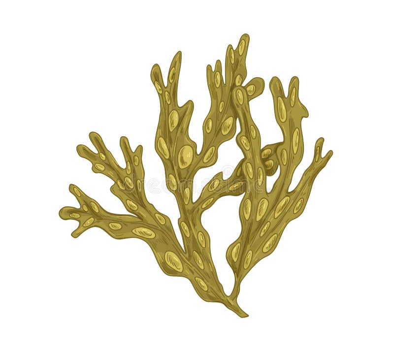 Sea Fucus or rockweed. Underwater edible seaweed with bladders on leaves. Undersea vesicular alga. Botanical drawing