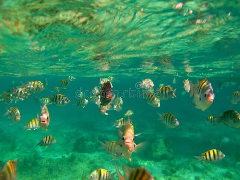 Sea full of colorful fish