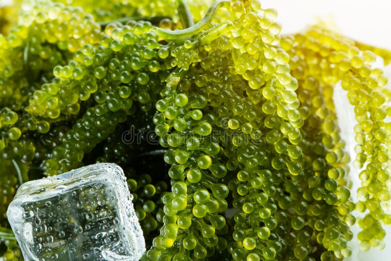 Sea Grapes ( Green Caviar ) Seaweed Stock Image Image of caulerpa