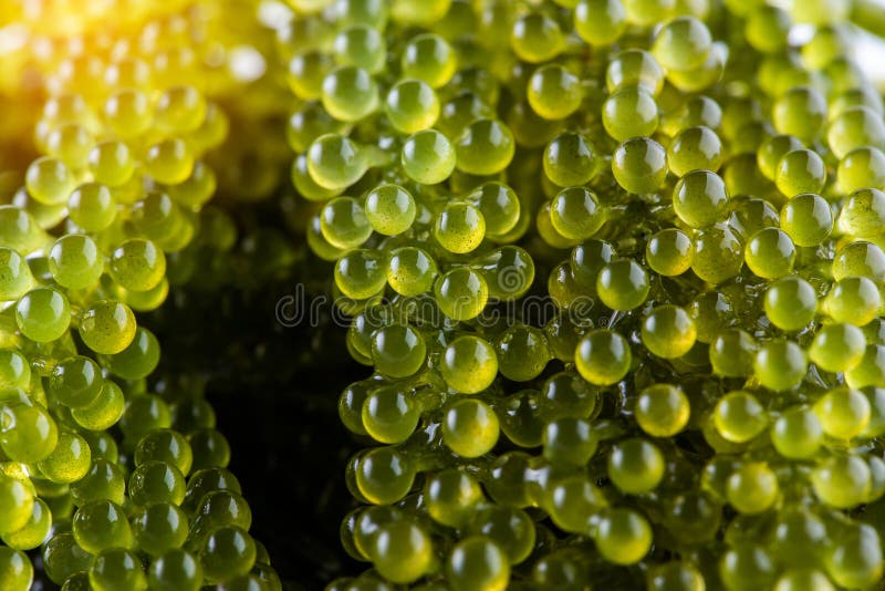 Sea Grapes ( Green Caviar ) Seaweed Stock Image Image of grape, japan 146282895