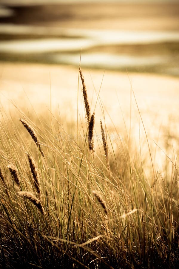 Sea grass with beach background.
