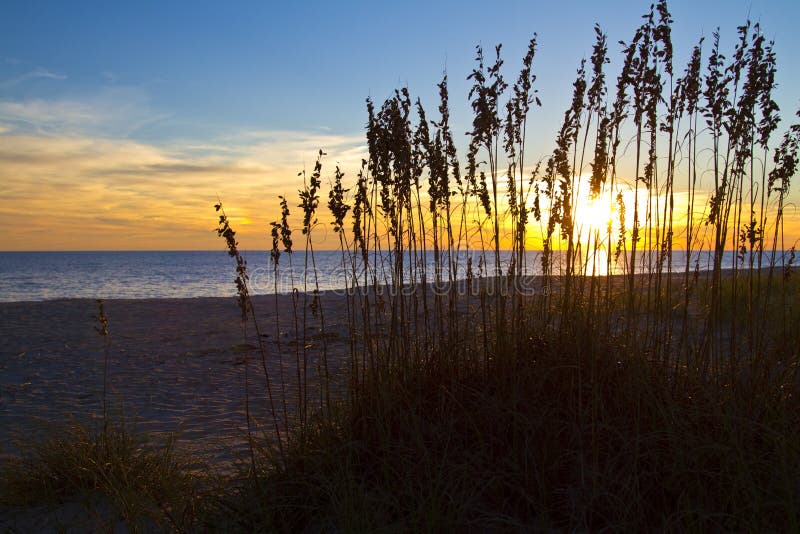 Sea Grass on the Dunes at Sunset