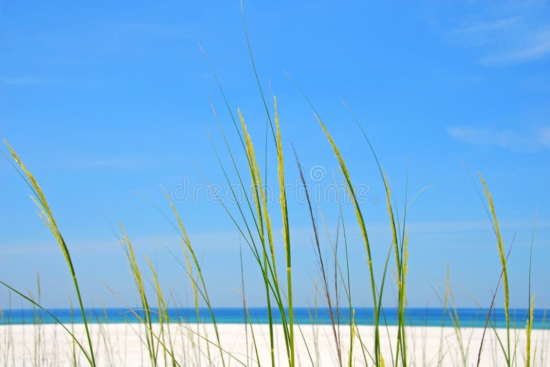 Sea Grass at Shore