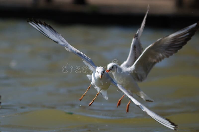 Sea gull