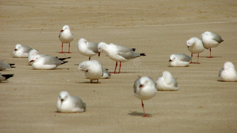 Sea Gull