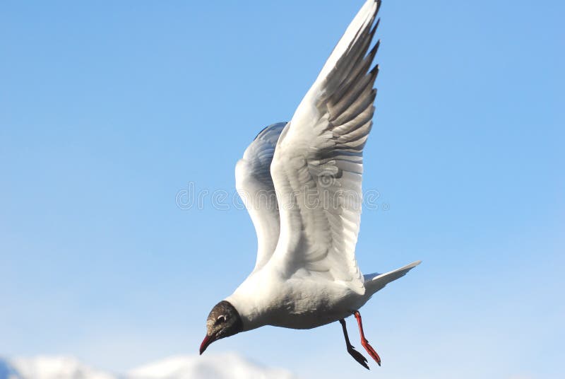 Sea gull in the blue