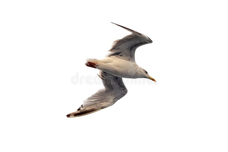 Sea gull flies in the sky. Isolated image on a white background