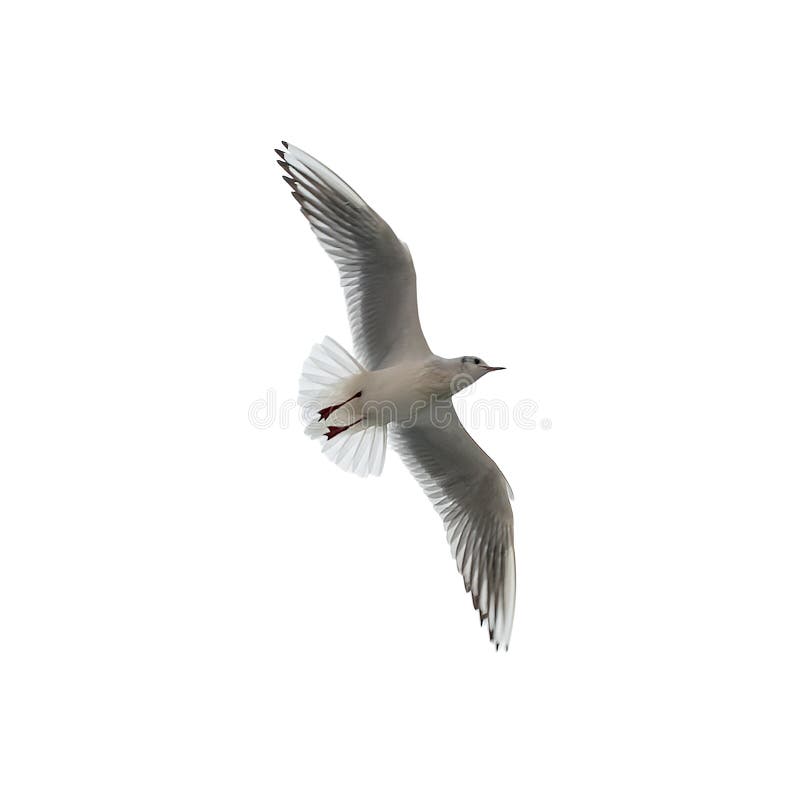 Sea gull flies in the sky. Isolated image on a white background