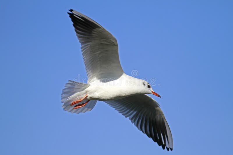 Sea gull