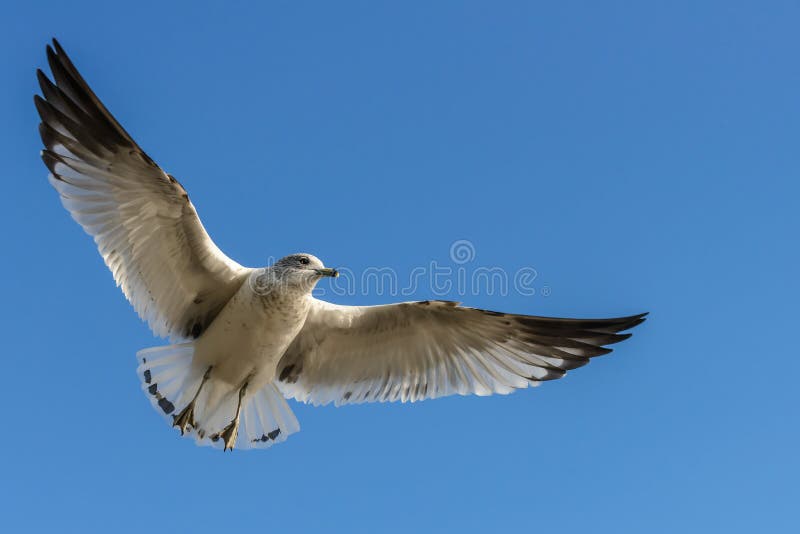 Sea gull