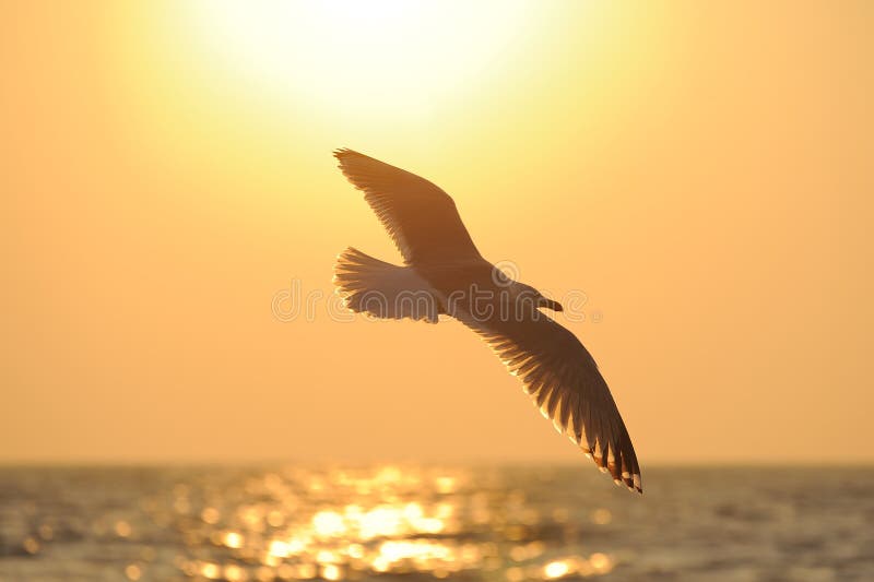 Sea gull flying to the sun