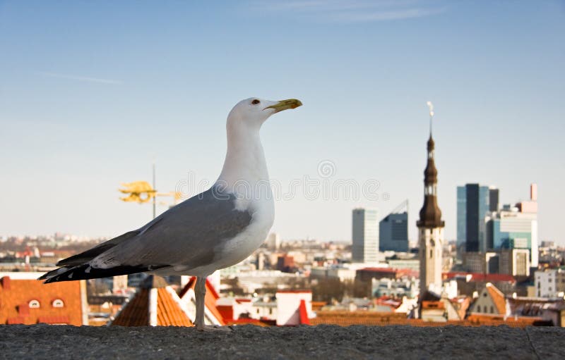 Sea gull in front of city panorama