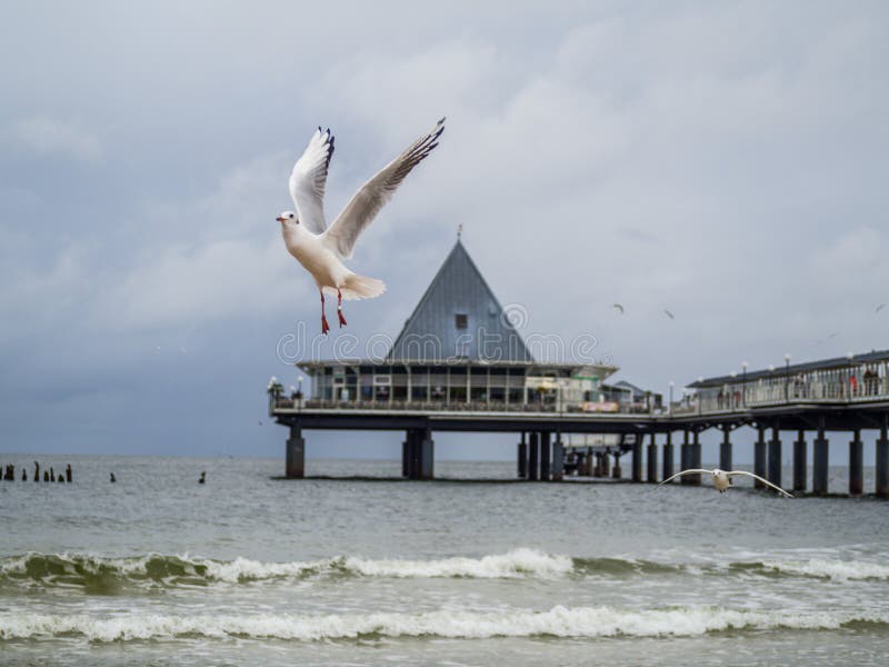 Sea Gull Heringsdorf Baltic Sea