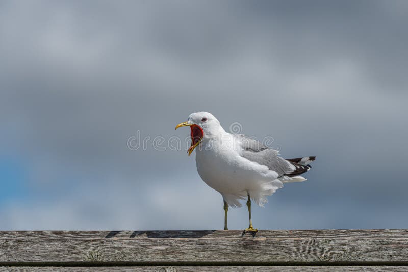 Sea Gull Landing on a Plank Wall Stock Photo Image of coast, feather