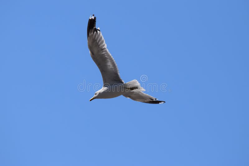 SEA GULL IN MID FLIGHT royalty free stock image SEA GULL IN MID FLIGHT royalty free stock image