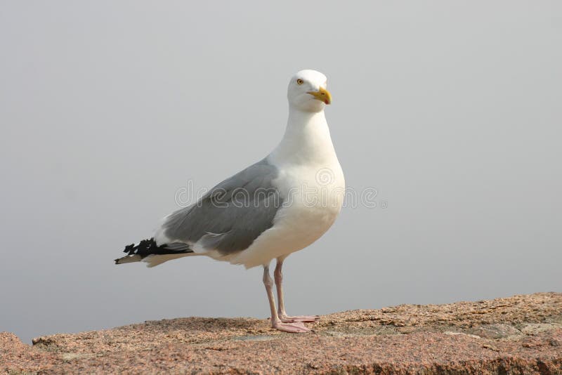 Sea Gull on a Rock royalty free stock photos Sea Gull on a Rock royalty free stock photos