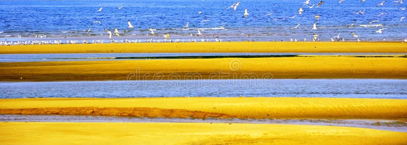 Sea gull and sand beach