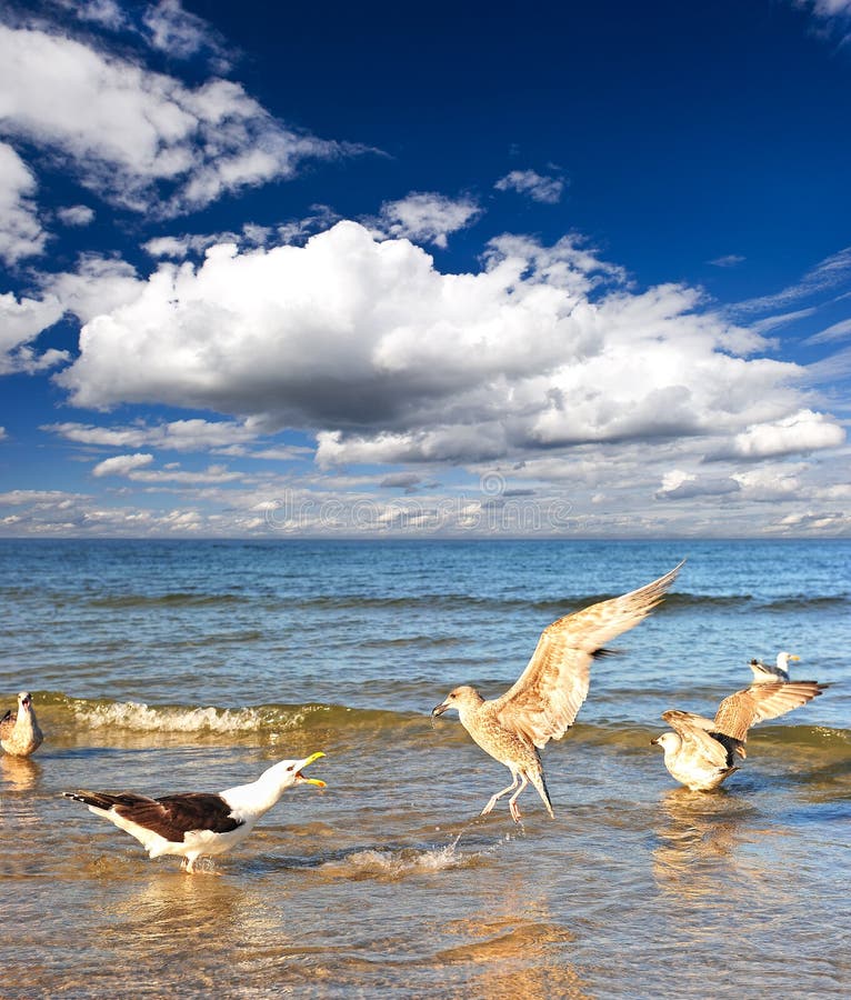 Sea gull on the sea, blue cloudy sky