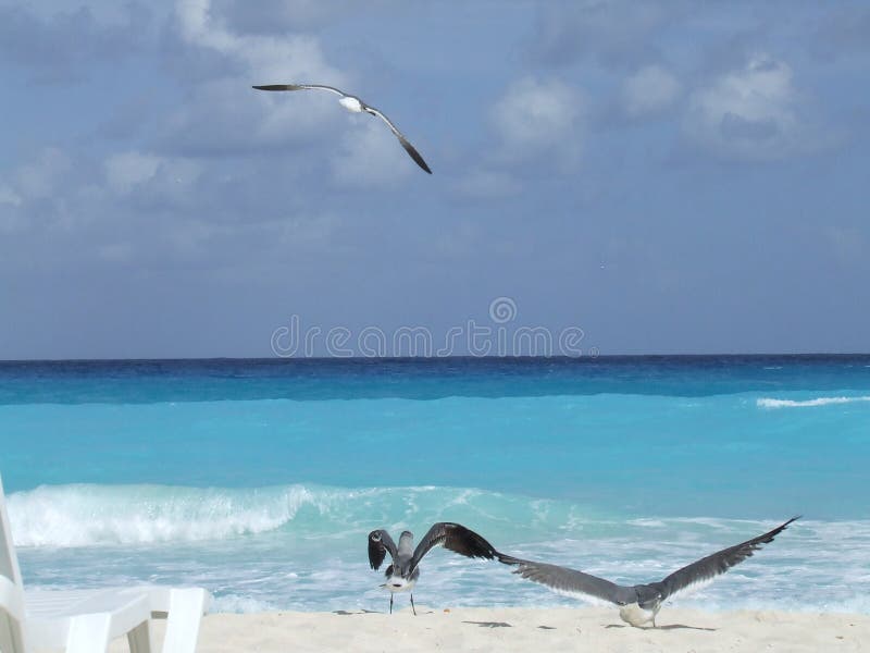 El mar gaviotas en Playa sobre el México.