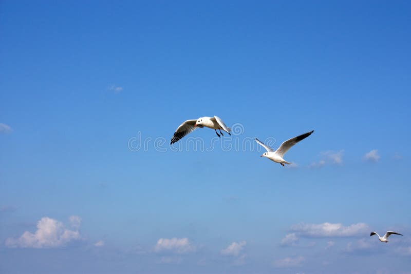 Sea gulls