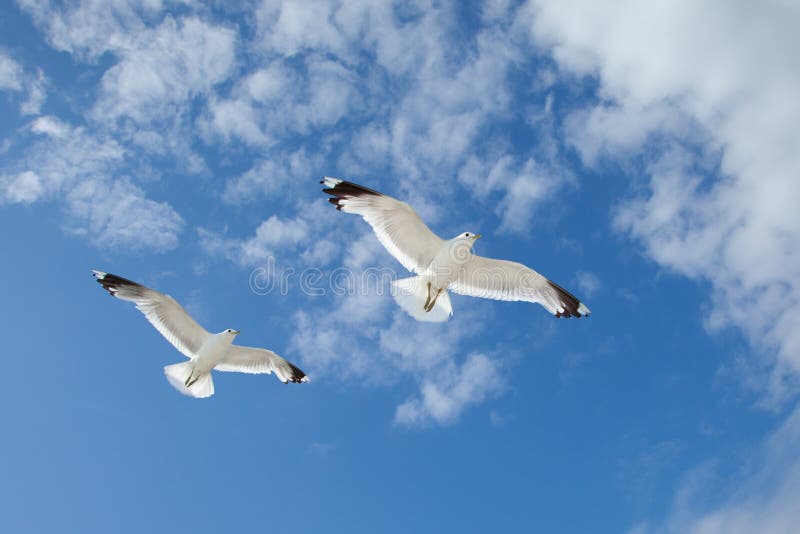 Sea Gulls in the blue sky