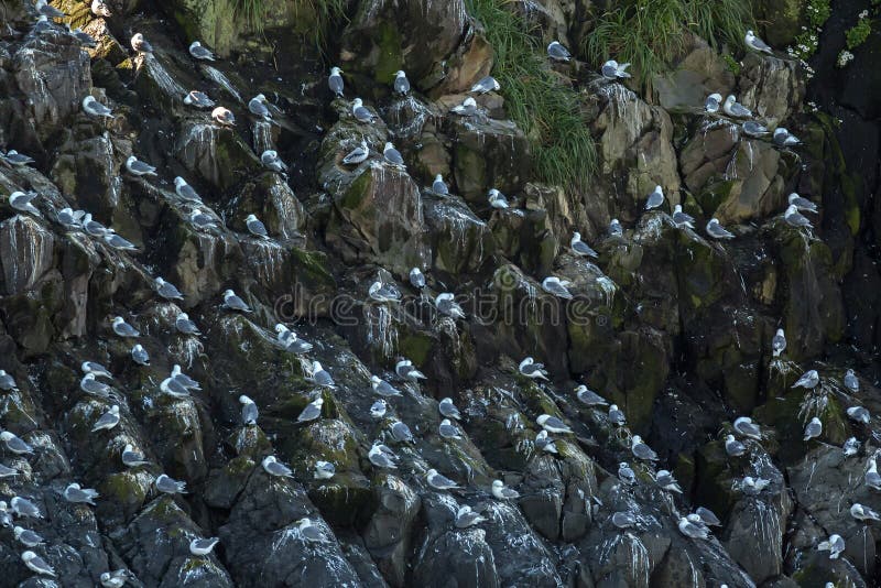Sea gulls nest on the cliffs of Pacific Ocean. royalty free stock photos Sea gulls nest on the cliffs of Pacific Ocean. royalty free stock photos