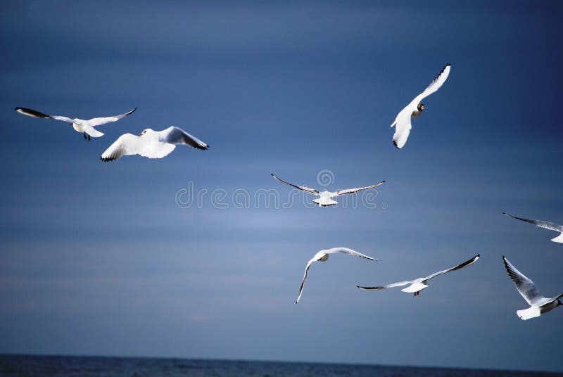 Sea-gulls at the sea