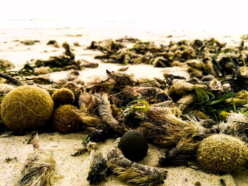 Sea herbs flashed on beach stock photo. Image of green 156433048