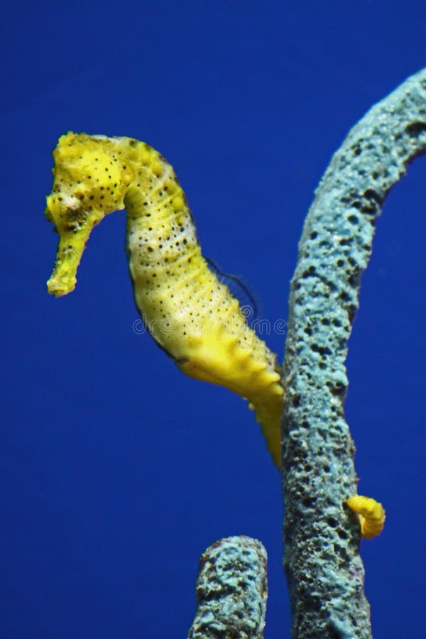 Sea Horse