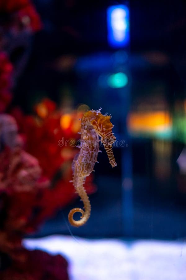 Sea horse in aquarium. These seahorses live in the warm seas around Indonesia, Philippines and Malaysia