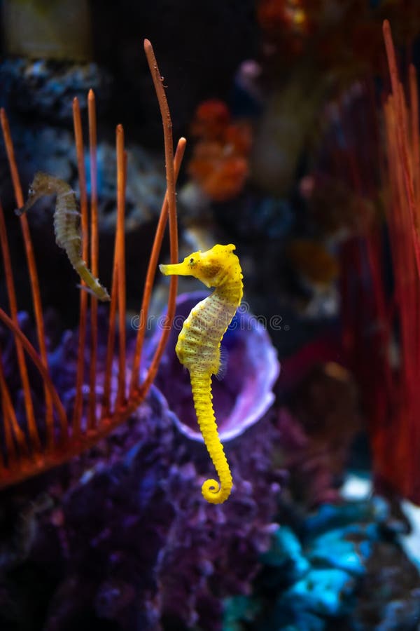 Sea horse in aquarium. These seahorses live in the warm seas around Indonesia, Philippines and Malaysia