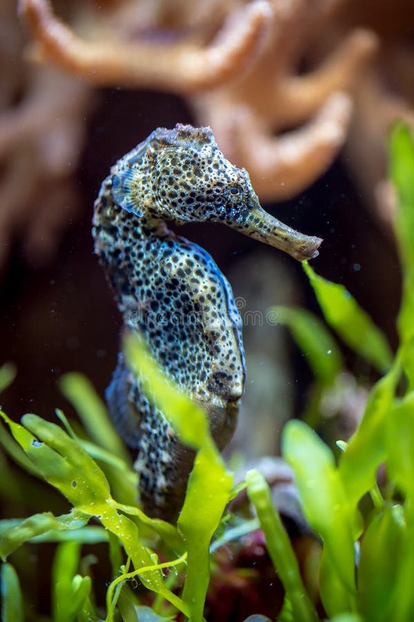 Sea horse stock photos Sea horse stock photos