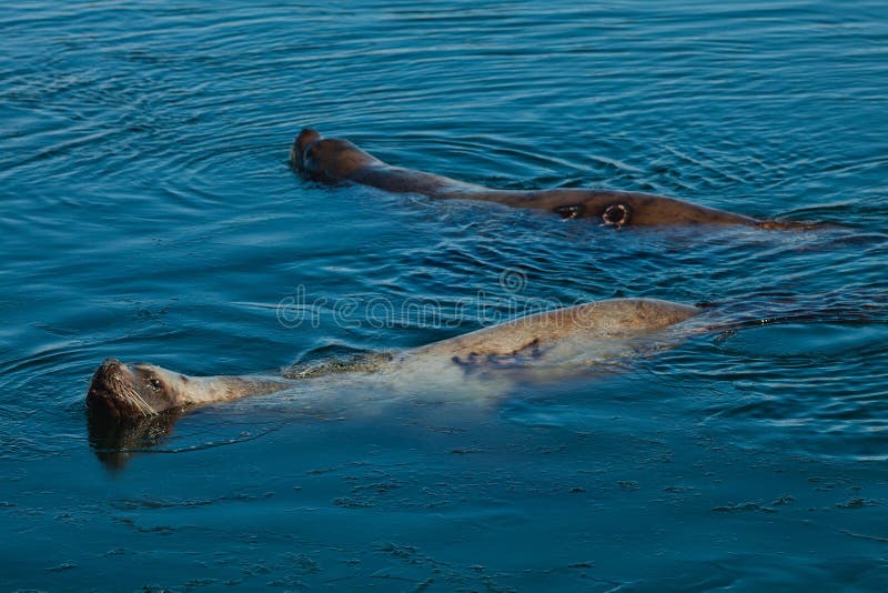 Sea king stock photo. Image of sealion, reserve, water - 30946148