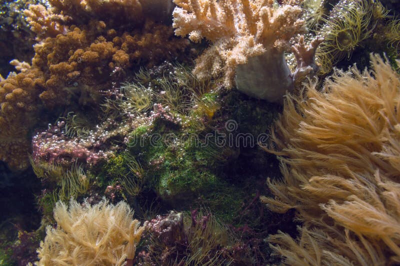 Sea life background with anemones and corals