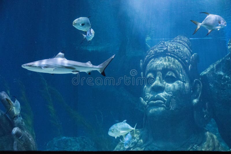 Copiar enlace Raza humana Sea Life Bangkok Ocean World Aquarium in the Shopping Center of Siam Paragon  Stock Photo - Image of thailand, explore: 161798268