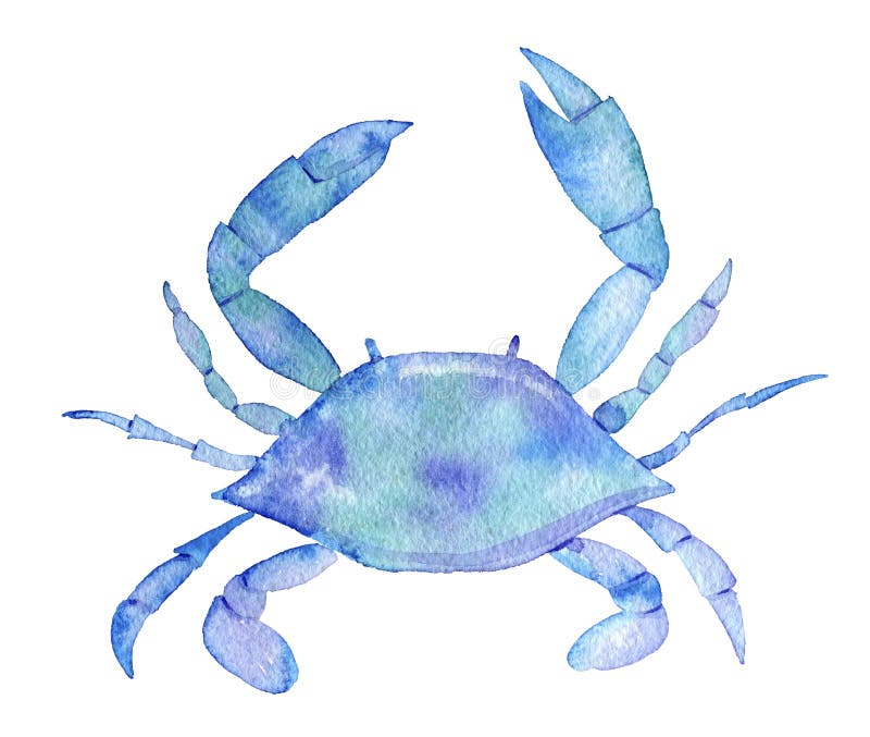 Sea life. watercolor crab isolated on white background