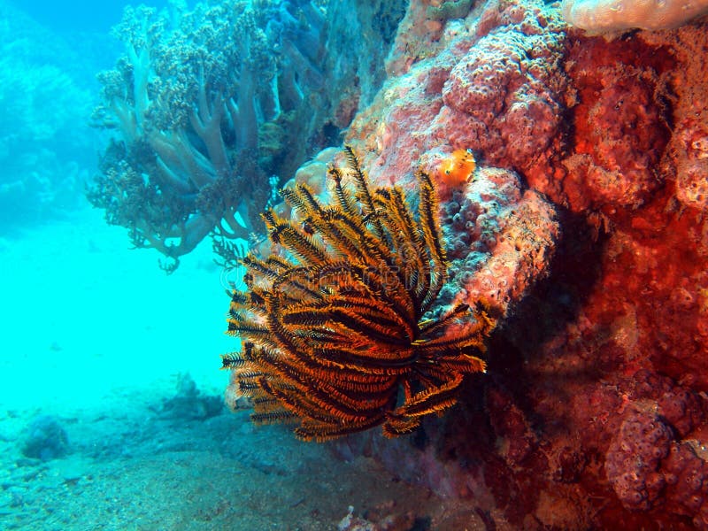 Sea lily stock photo. Image of nature, world, animals 20363326