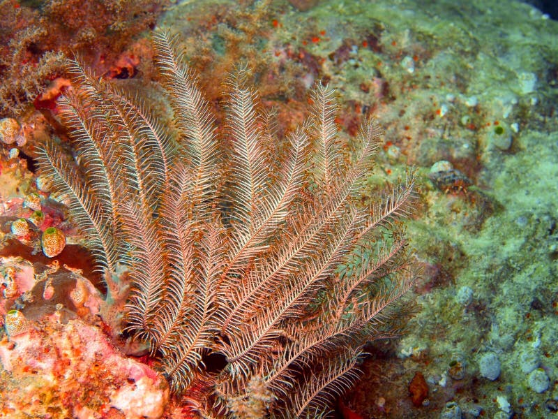 Sea lily stock photo. Image of animal, underwater, tropic - 36345566