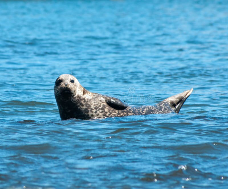 Sea Lion