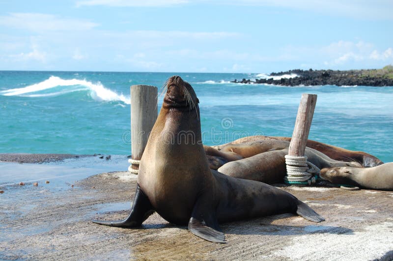 Sea lion