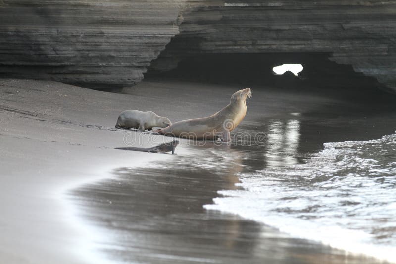 Sea lion